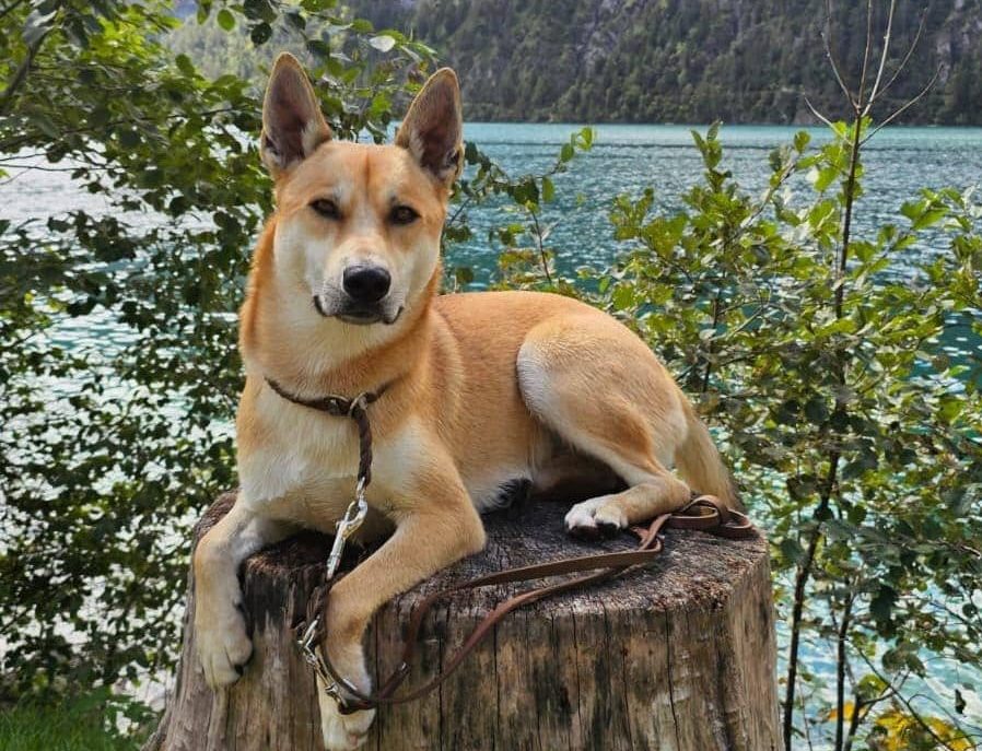 Urlaub mit Hund im Naturetouch